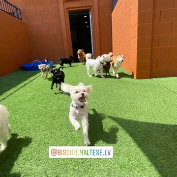 las vegas pet resort sandhill